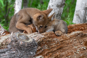 Coyote Pups (Canis latrans) Sniffs Together at Log Summer