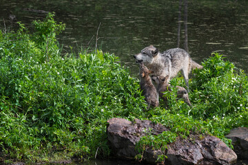 Fototapeta premium Grey Wolf (Canis lupus) Pups Jump Up to Greet Adult Summer