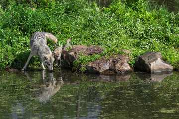 Grey Wolf (Canis lupus) Adult and Pups Nose to Water Summer