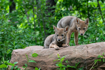 Coyote Pups (Canis latrans) Stare Out From Atop Rock Summer