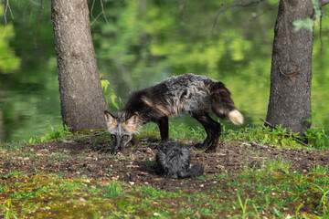 Adult Cross Fox (Vulpes vulpes) and Kit Face Off on Island Summer