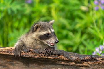 Raccoon (Procyon lotor) Looks Right Along Edge of Log Summer