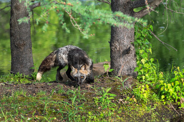 Adult Cross Fox (Vulpes vulpes) Makes Quick Turn on Island Summer