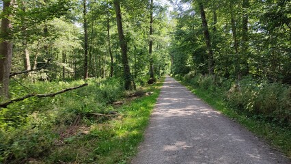 Baggersee in Deutschland im Sommer Wald