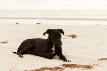 Dog walking on the beach. Dog concept. man's best friend concept.