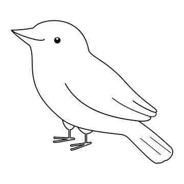 recommend clip art: Spotted Back Weaver outline Small Bird line art illustration