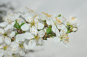 Cherry branch flower in garden