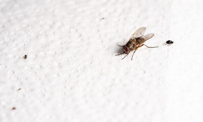 Housefly close-up. A fly on a white paper towel. The eye of a fly in close-up.