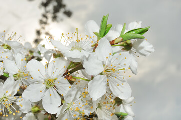 Sunny cherry branch flower in garden