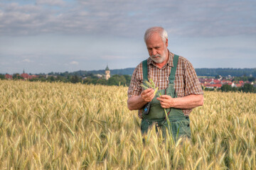 Before the harvest can begin, an experienced farmer checks the degree of ripeness and moisture...