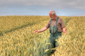 Naklejka na ściany i meble An experienced elderly farmer walks through his grain field with a smile, checking the degree of ripeness and moisture content of the grain.