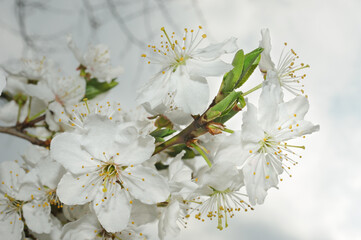 Sunny cherry branch flower in garden