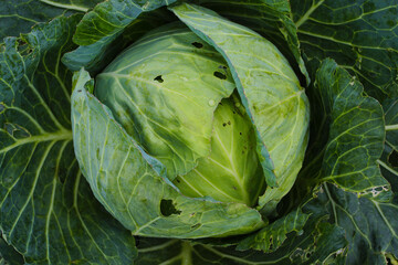 Fototapeta premium Top view of cabbage with several holes is attacked by viral diseases and biological pests and physiological disorders in the garden