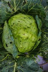 Obraz premium Top view of cabbage with several holes is attacked by viral diseases and biological pests and physiological disorders in the garden