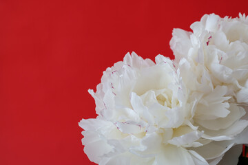 赤背景の白いシャクヤク