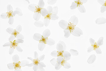 White flowers background. Jasmine flowers on a white background