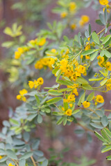 Closeup of tiny yellow blooms on the branches of a cassia during springtime in the desert southwest
