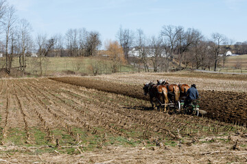 Obraz premium Amish farmer with his team of three horses plowing his farm field in the spring | Holmes County, Ohio
