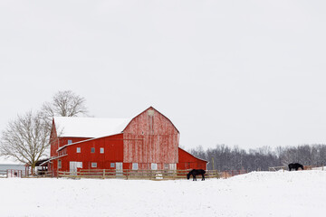 Red barn in the snow with horses in the pasture | Winter in Amish Country, Ohio