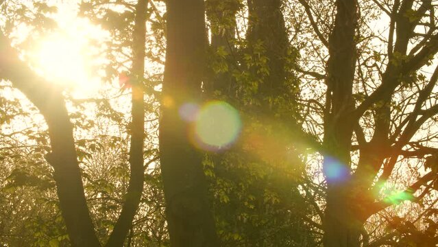 Sunlight shining and the sun flaring and glinting through the leaves and branches of trees in a forest