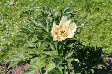 Yellow peony flower (Itoh hybrid, cultivar Prairie Charm) in garden