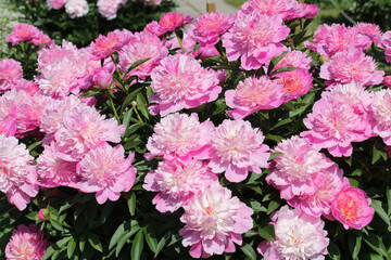 Obraz premium Pink double flowers of Paeonia lactiflora (cultivar Coral Pink). Flowering peony in garden