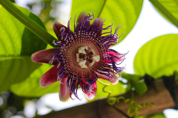 Passiflora quadrangularis flowers (also known as the giant granadilla, barbadine, grenadine, giant...