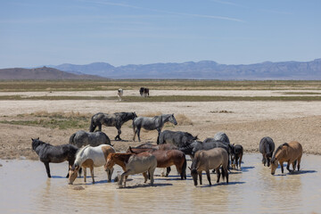 Fototapeta na wymiar Wild Horses at a Desert Waterhole in Utah in Spring