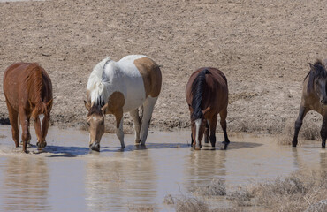 Wild Horses at a Desert Waterhole in Utah in Spring