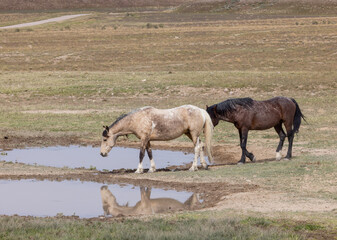 Wild Horses at a Desert Waterhole in Utah in Spring