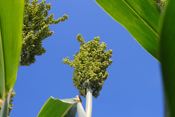 white sorghum or jowar grain growing on tree with clear blue sky background in the morning in the...