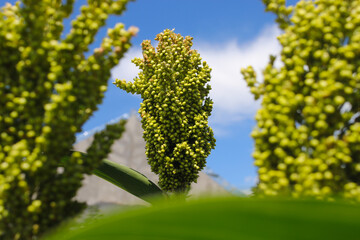 white sorghum or jowar grain growing on tree with clear blue sky background in the morning in the fields