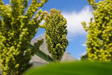 white sorghum or jowar grain growing on tree with clear blue sky background in the morning in the...