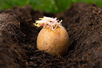 Planting potato tubers in the soil. Early spring preparation for the gardening season.