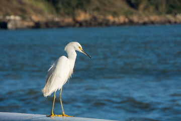 Egret standing next to the sea. City of Santos, Brazil.