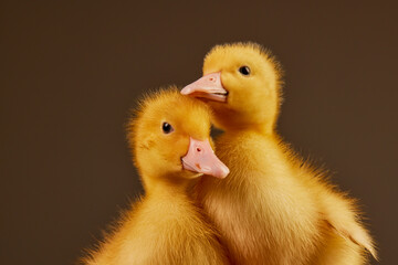 little duckling close-up on a clean background space for text