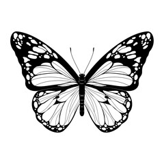 Beautiful Butterfly - Black and White Butterfly vector illustration - Realistic hand drawn Butterfly