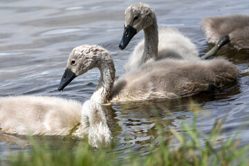 family of young mute swans cygnets