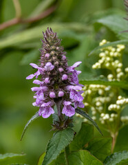 Marsh hedgenettle. Colourful wild flower purple