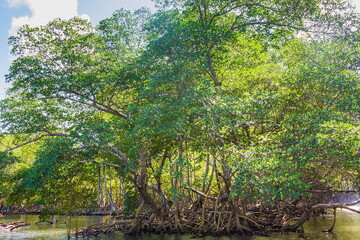 Fototapeta na wymiar A small river flows through a mangrove forest with thick trees with twisted roots. The water is green and clear. Dominican Republic