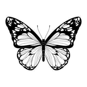 Beautiful Butterfly - Black and White Butterfly vector illustration - Realistic hand drawn Butterfly