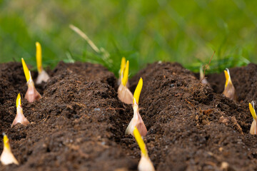 garlic in dark soil close-up. selective focus.