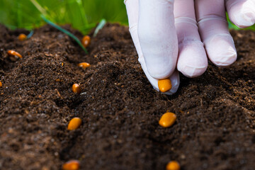 The farmer manually sows seeds on the soil close-up. Farmer hand planting seeds, selective focus.