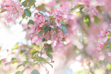 Delicate spring background with blooming branches of pink cherry tree, in the garden, in sunlight