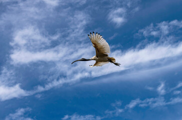 Australian White Ibis (Threskiornis molucca)