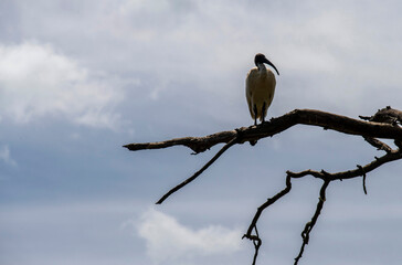 Australian White Ibis (Threskiornis molucca)