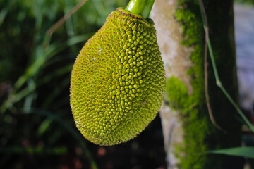 Close-up view of young jackfruit growing on tree in the jackfruit orchard
