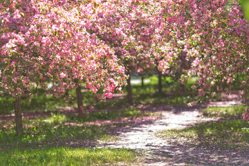 Garden of flowering cherry blossom trees, with a path among the trees, in the sunlight