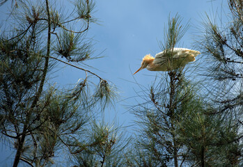 Cattle Egret (Bubulcus ibis)