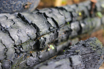 firewood charcoal texture background